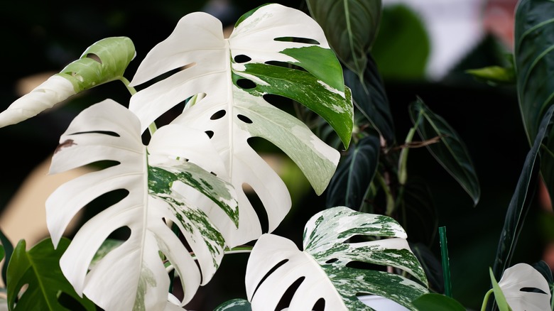 Green and white variegated monstera albo leaves