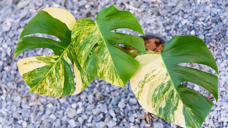 Three variegated monstera aurea leaves