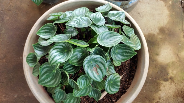 Overhead shot of a watermelon peperomia plant