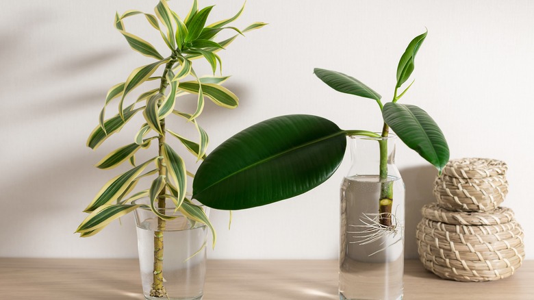 Two plants being propagated in jars of water