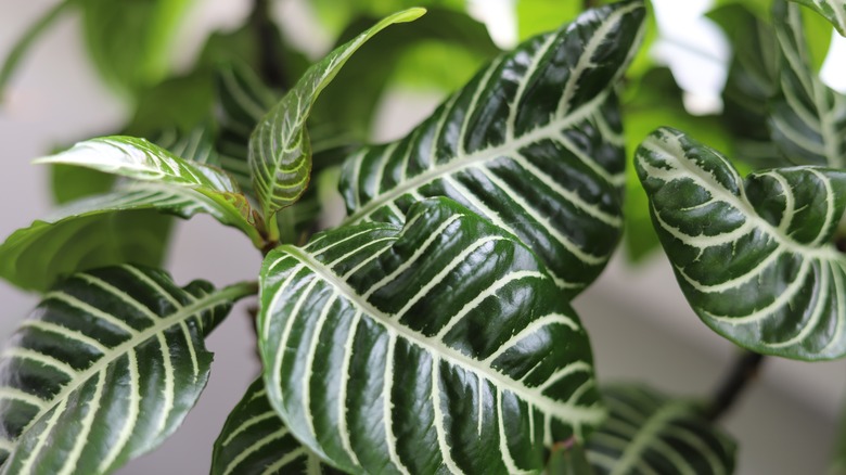 Closeup of zebra plant leaves