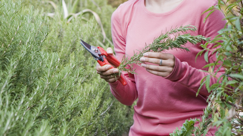 woman holding garden sheers