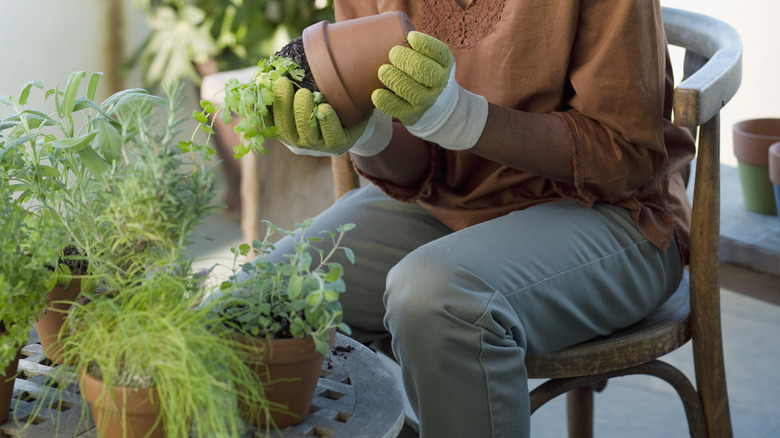 person repotting plants