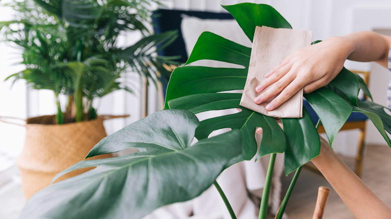 person cleaning plant leaves