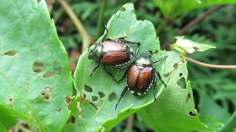 beetles destroying plant