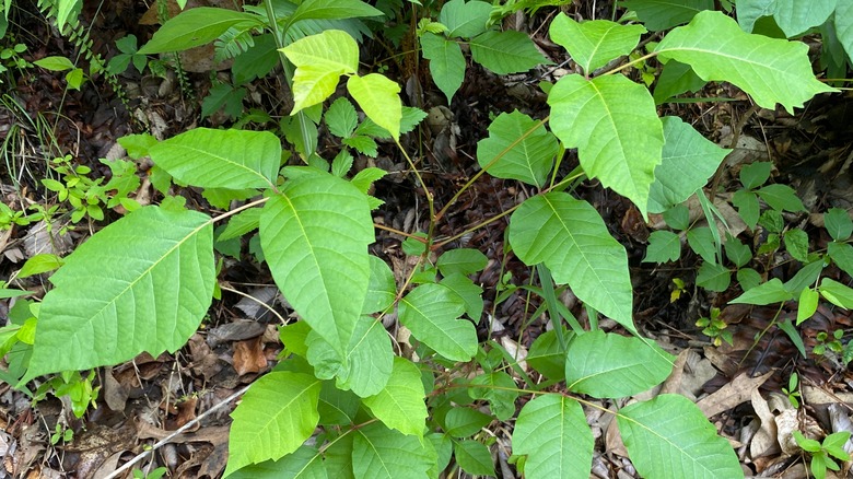 poison ivy in dirt