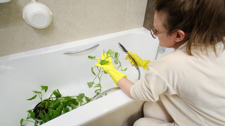 woman spraying insects off houseplant