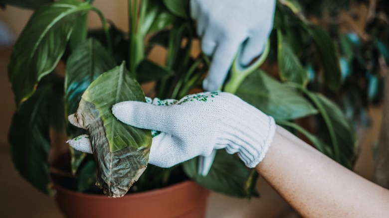 gloved hands holding diseased plant leaf
