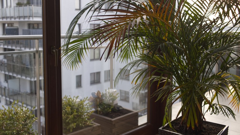 window plant without sufficient sunlight