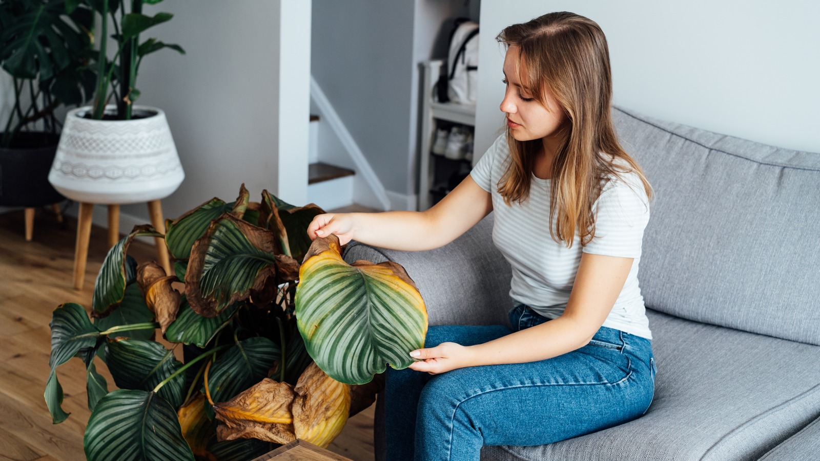 12 Reasons Your Houseplant Leaves Are Turning Yellow What To Do About   L Intro 1702950406 