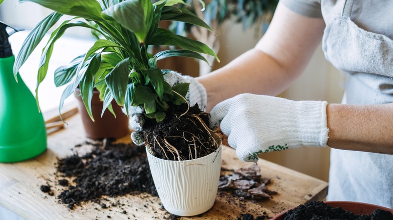 gardener pulling out root-bound houseplant