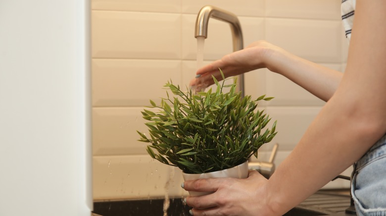 woman putting houseplant under running sink faucet