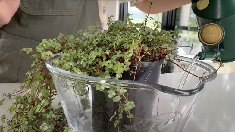 woman bottom watering vine plant