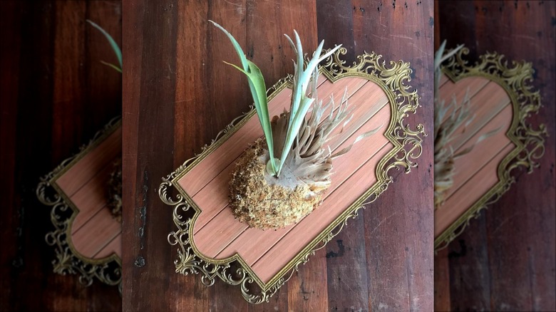 plant on wood wall mount