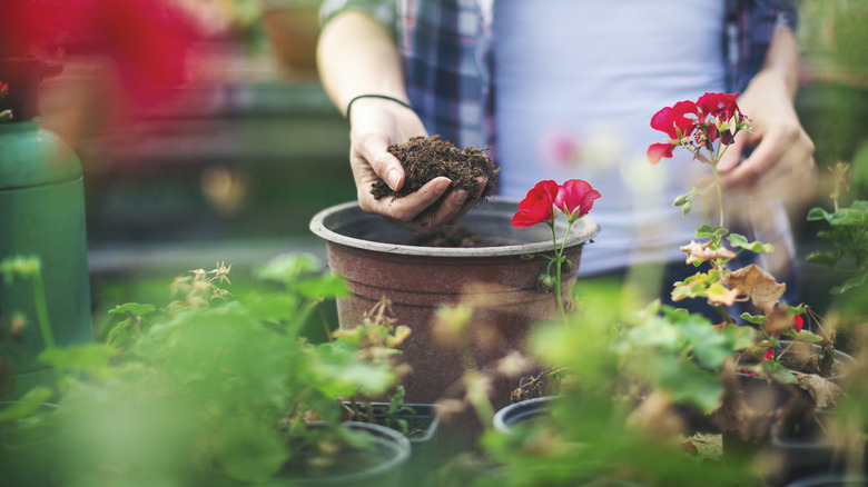 person putting soil in planter