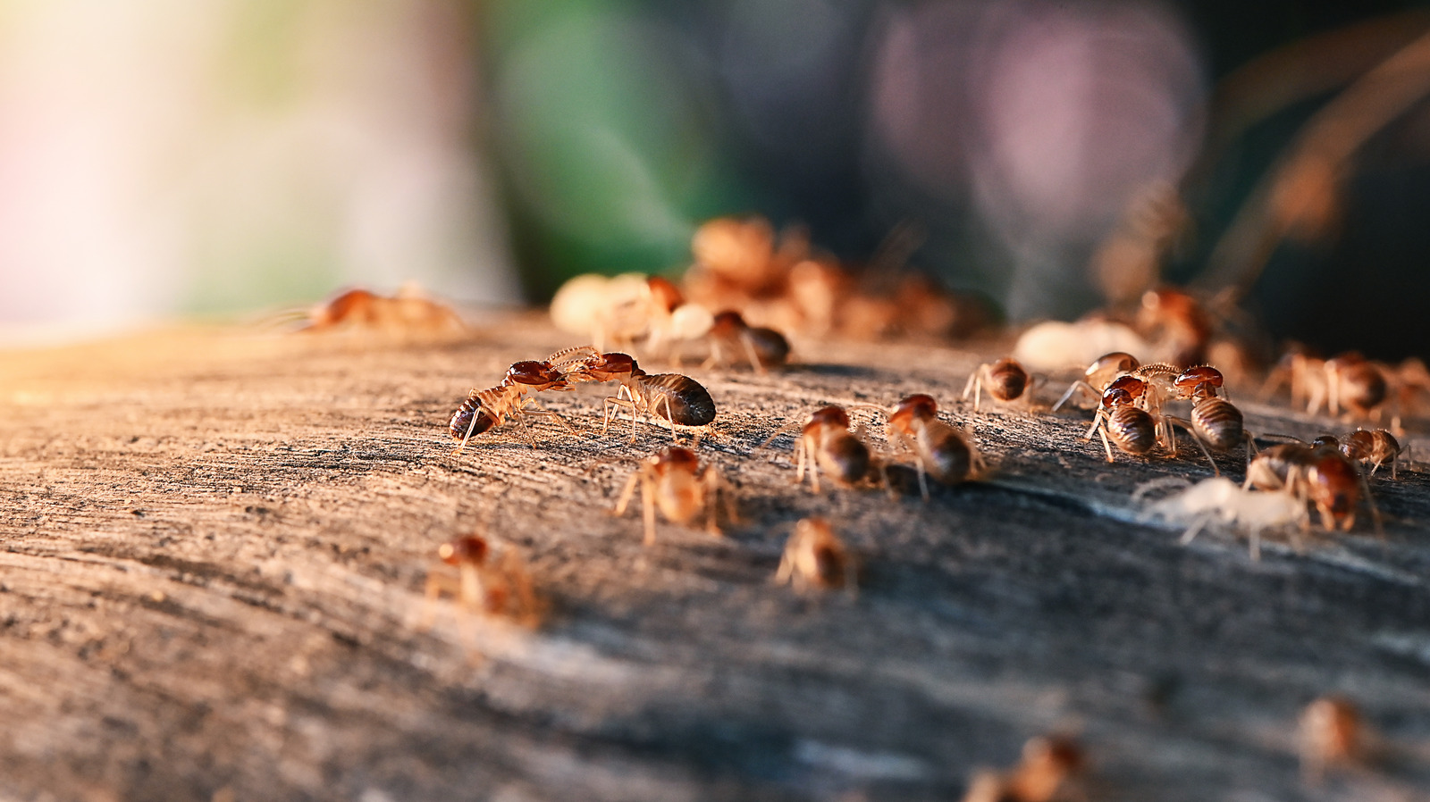 12 Surefire Signs You Have A Termite Infestation 7722