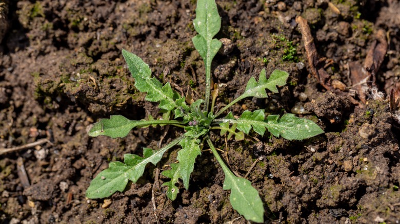 weed in garden