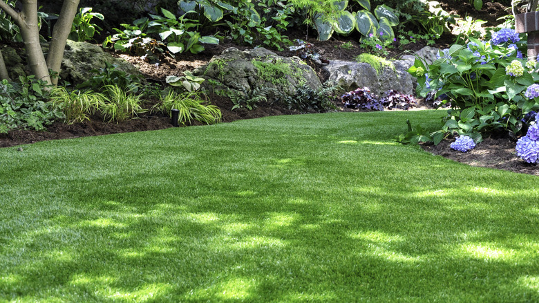 green lawn in backyard