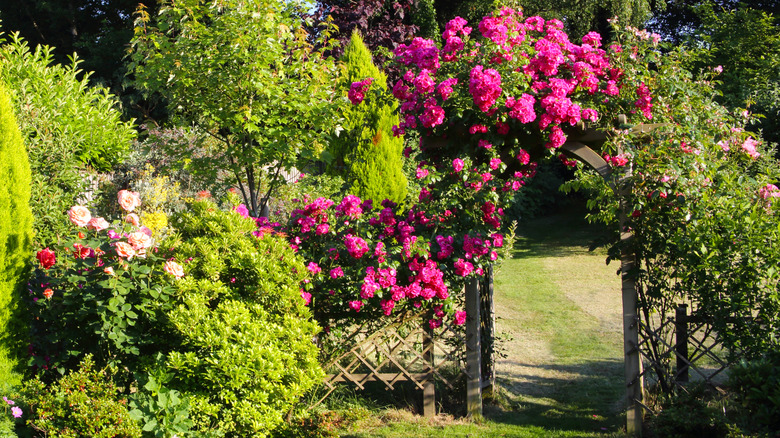 Garden arch trellis covered with greenery in front of a chain link fence