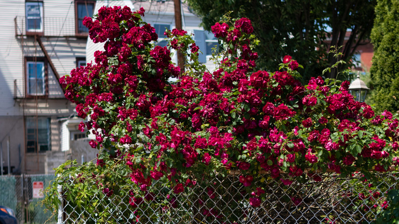 Rose bush grown in front of a chain link fence of a yard