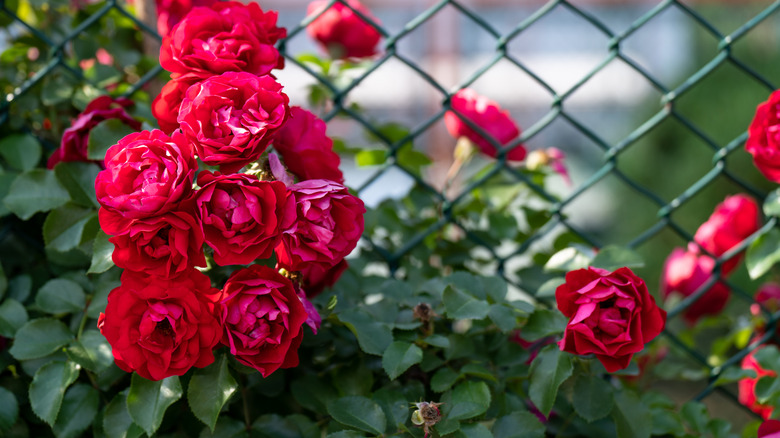 Pink climbing roses on a chain link fence