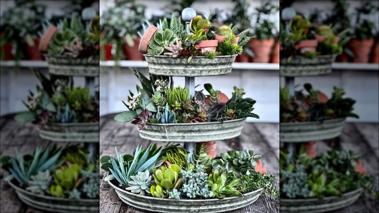 Succulents planted in metal tray