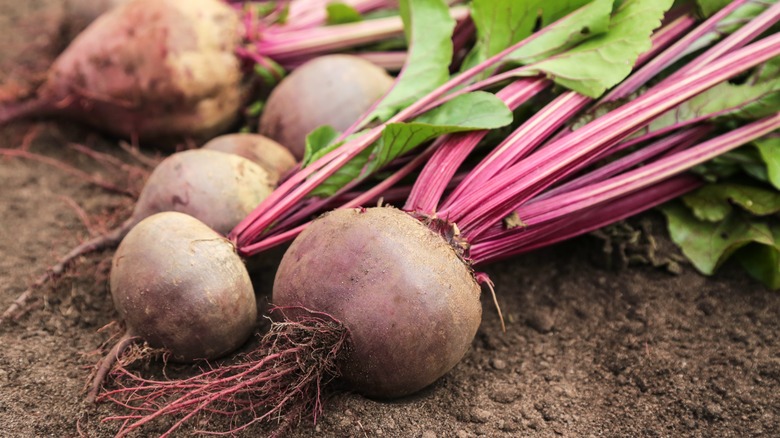 Fresh beets just pulled from the garden