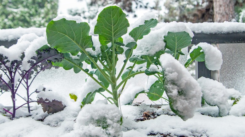 Snow-covered broccoli plant in a winter garden