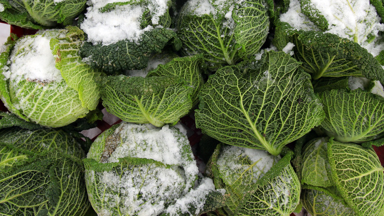 Heads of cabbage covered in snow