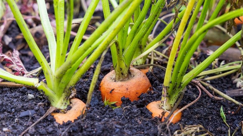 Carrots nearing maturity while growing in a winter garden