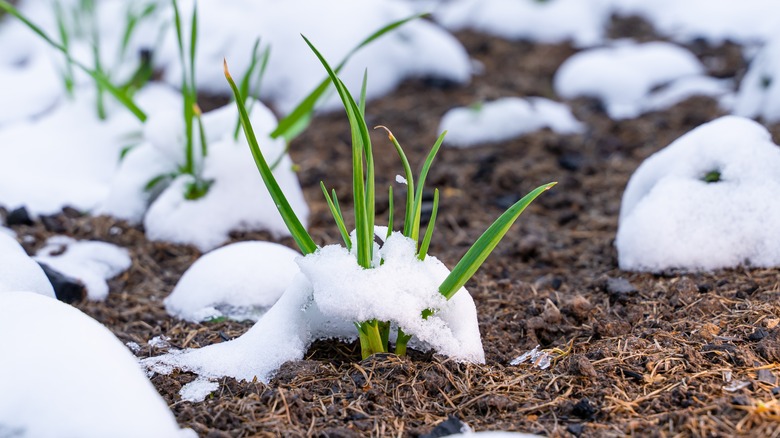 Mulched garlic sprouts with melting snow growing in winter