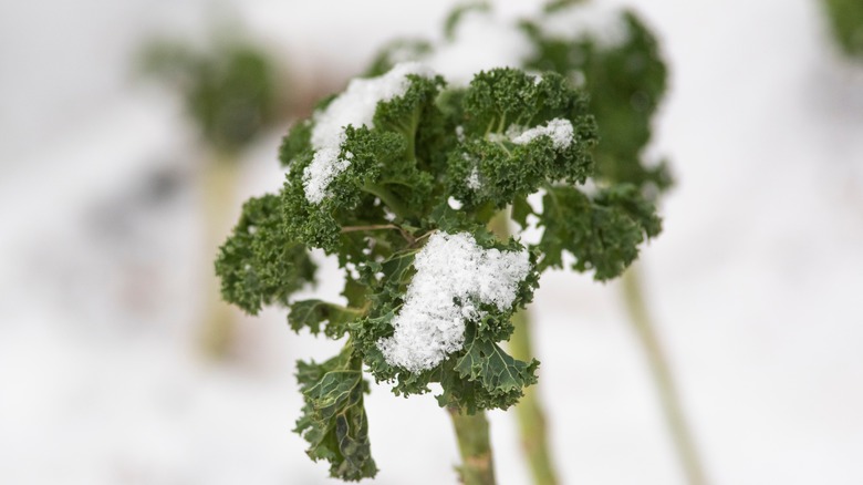 Kale growing in winter after fresh snow fall