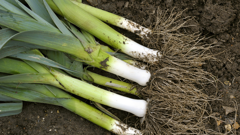 Freshly harvested leeks with roots covered in soil