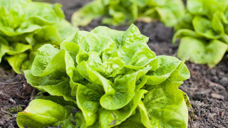 winter crop of lettuce