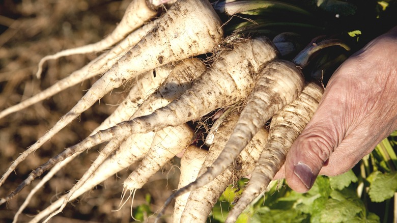 Person harvesting parsnips from a garden