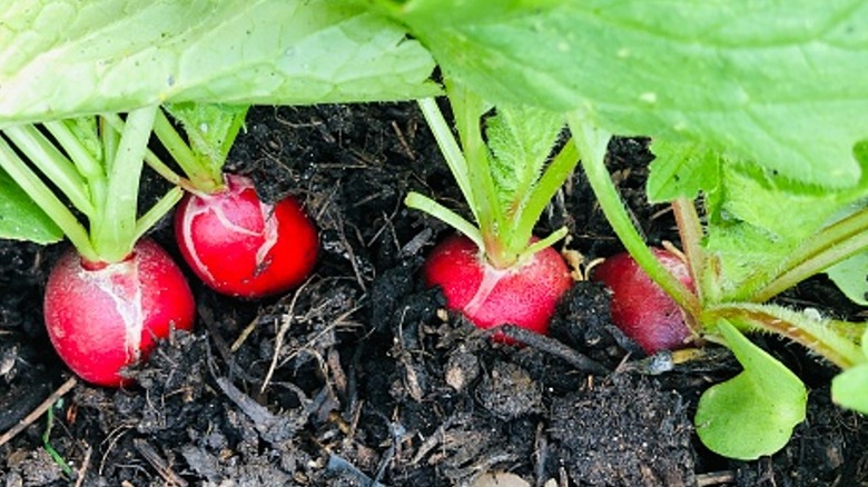 Mature radishes growing in soil