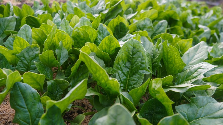 Green, healthy spinach growing in a field