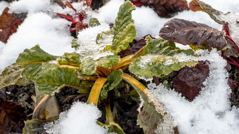 Swiss chard covered in snow in a garden