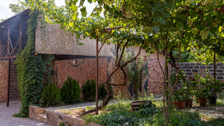 A garden next to house with lots of vines and other plants