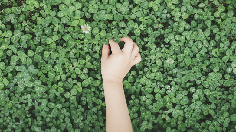 hand in clover field