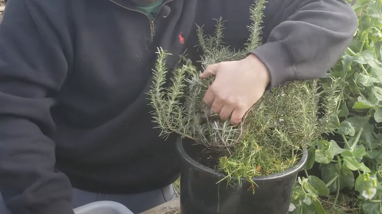 man putting grass clippings on fern