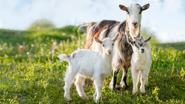 family of grazing goats