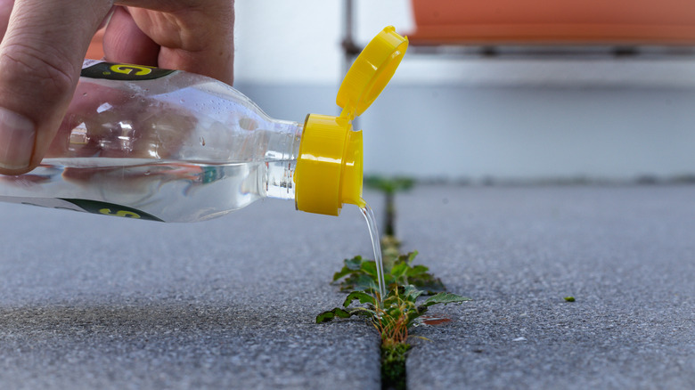 man using vinegar to kill a weed