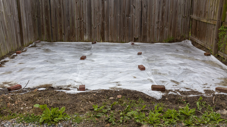 eradicating weeds with a plastic tarp