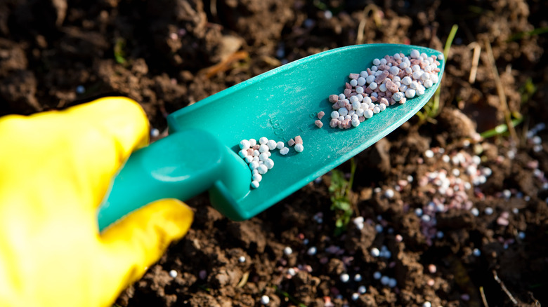 person adding fertilizer to the soil