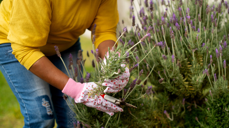 person planting lavender 