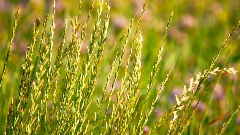 perennial ryegrass as a cover crop