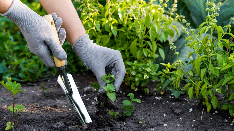 woman using a tool to remove weeds