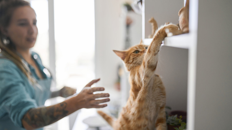 Woman reaching for an orange cat as it reaches for an object on a white shelf