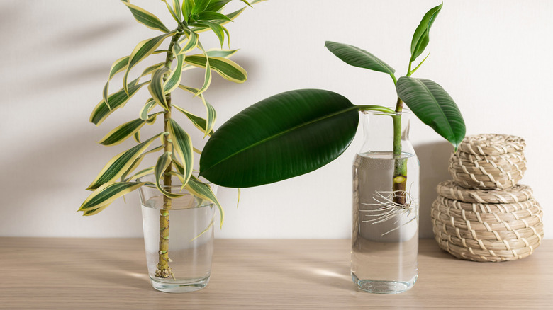 Plant cuttings in glass containers on a shelf